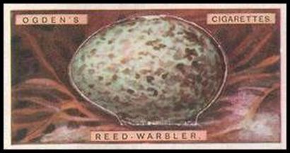46 Reed Warbler